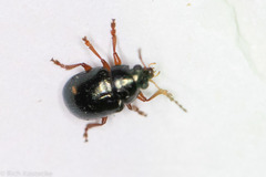 Brachypnoea lecontei