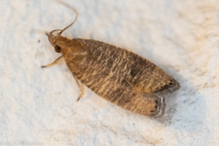 Psilocorsis cryptolechiella