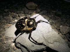 Cheirotonus formosanus