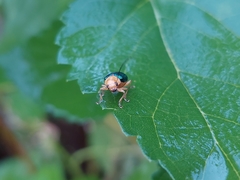 Metaxyonycha salvini