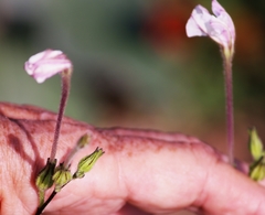 Nicotiana repanda