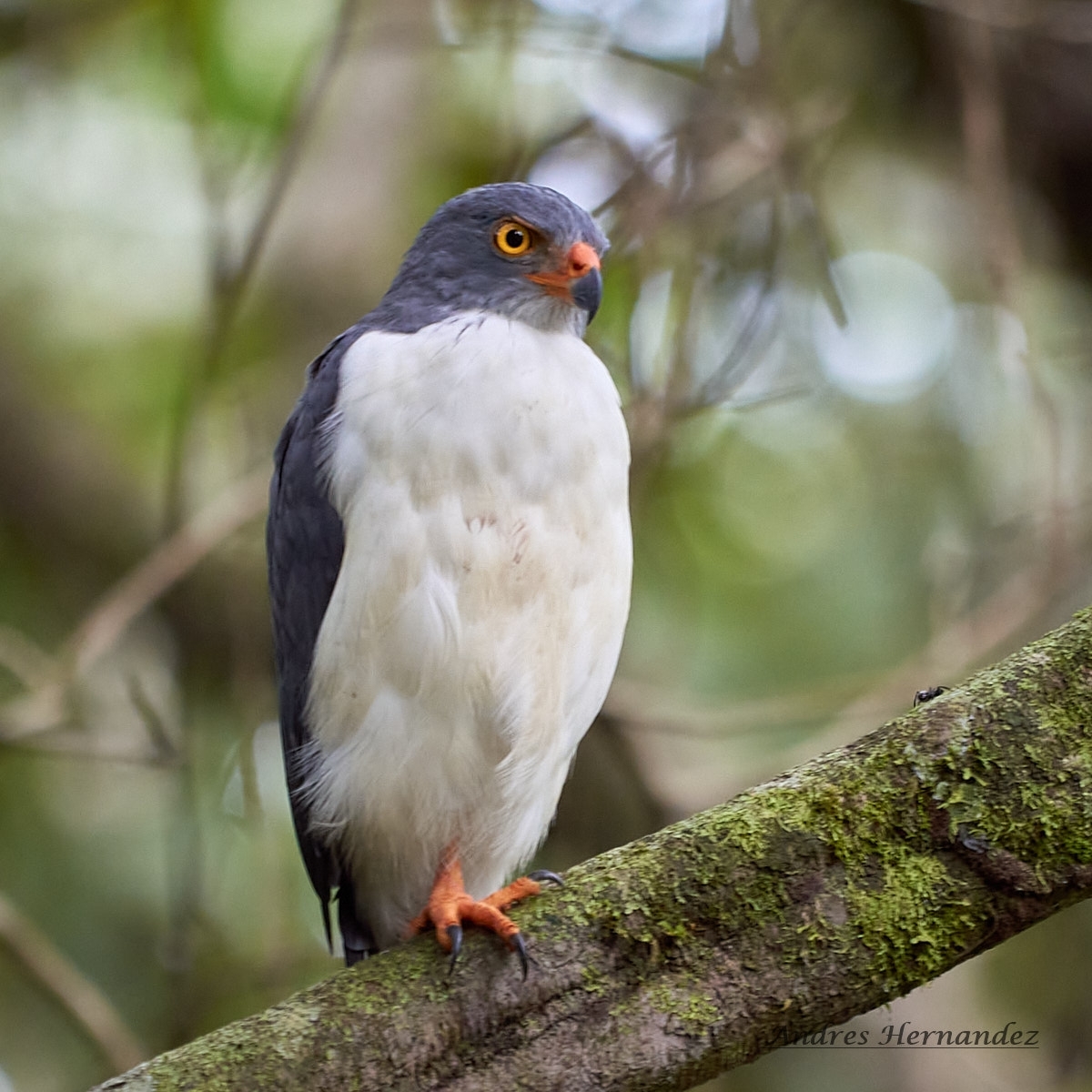 Semiplumbeous Hawk illustration