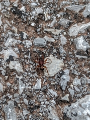 Asagena americana