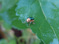 Metaxyonycha salvini