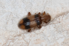 Cymatodera puncticollis