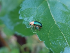 Metaxyonycha salvini