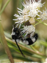 Reedomutilla pubescens