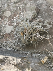 Tillandsia pringlei
