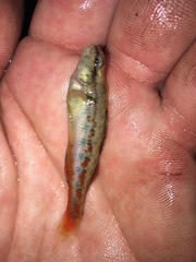 Etheostoma pyrrhogaster
