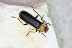 Podabrus flavicollis