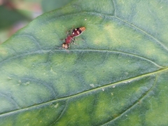 Pseudomethoca willei