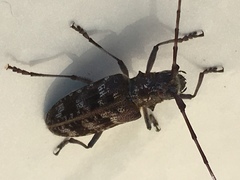 Monochamus obtusus