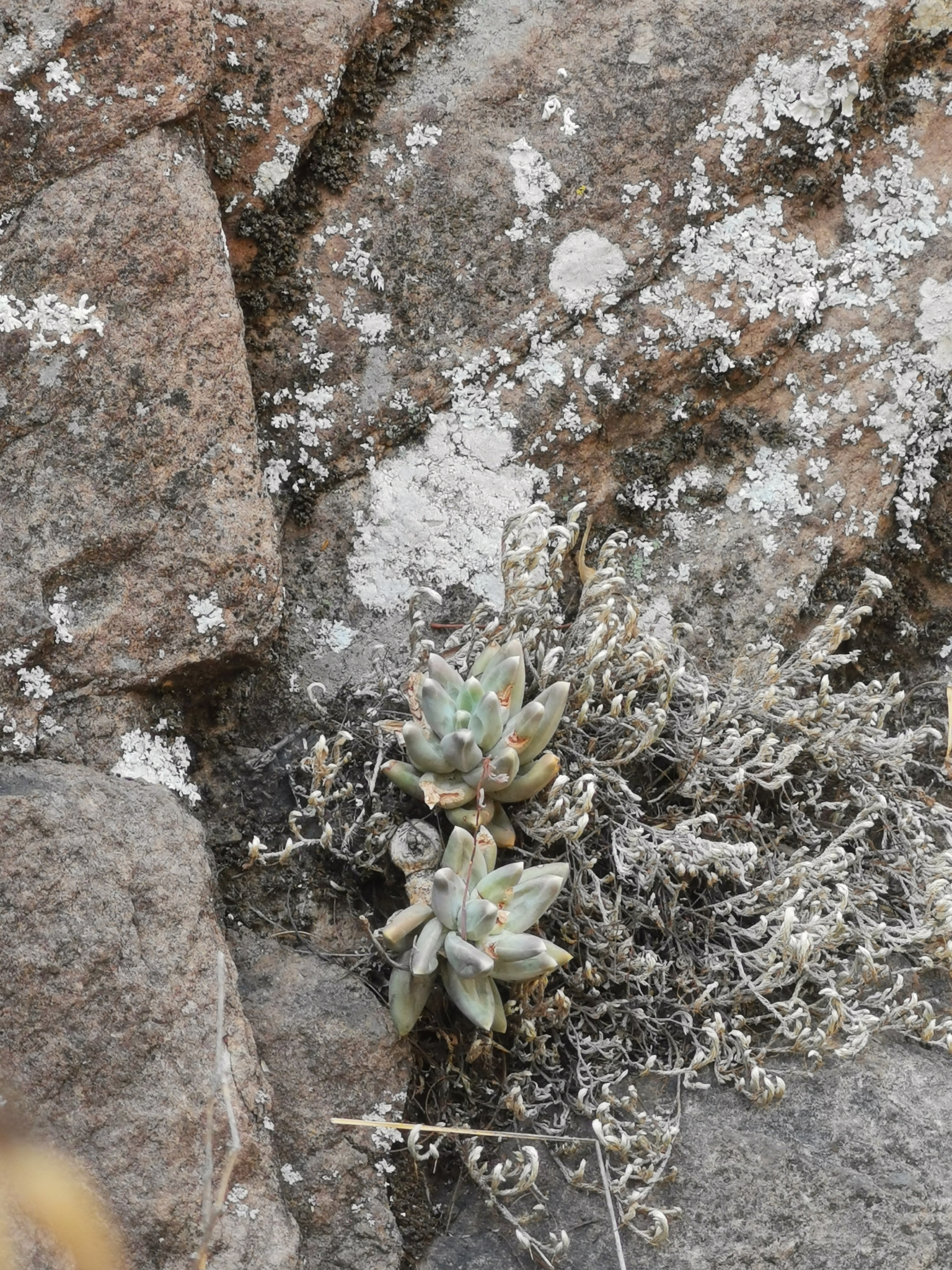 Imagem de Planta-jade compacta
