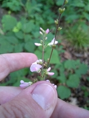Hylodesmum
