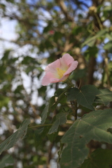 Hibiscus mutabilis