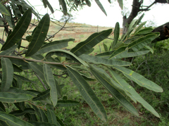 Ozoroa paniculosa