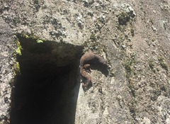 Hemidactylus platyurus