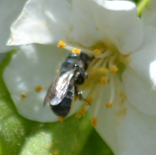 Mason Bees from 100 Bancroft St, Omaha, NE 68108, United States on May ...