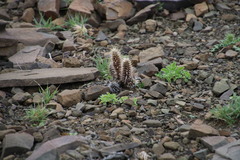 Acanthopsis hoffmannseggiana