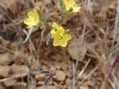 Hesperolinon breweri