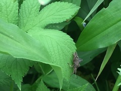 Acanthocoris sordidus