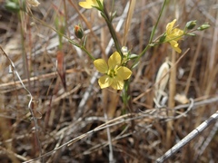 Hesperolinon breweri