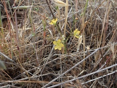 Hesperolinon breweri