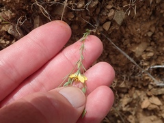 Hesperolinon breweri