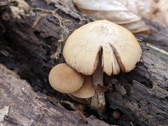 Psathyrella pseudovernalis