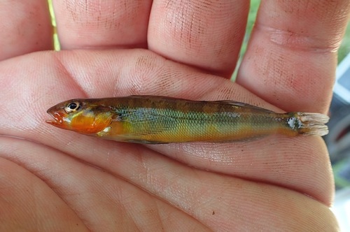 Gilt darter (Percina evides) — Percidae — 3