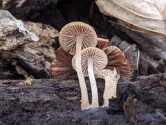 Psathyrella pseudovernalis