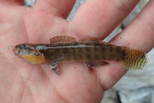 Guardian darter (Etheostoma oophylax) — Percidae — 2