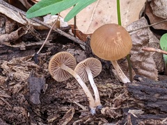 Psathyrella pseudovernalis