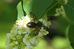 Andrena crataegi