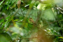 Platyrinchus coronatus