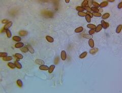 Psathyrella pseudovernalis