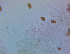 Psathyrella pseudovernalis