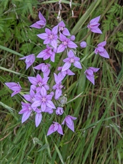 Allium unifolium