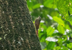 Sittasomus griseicapillus image