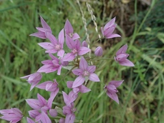 Allium unifolium
