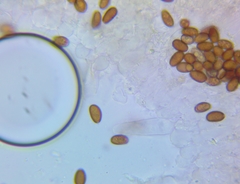 Psathyrella pseudovernalis