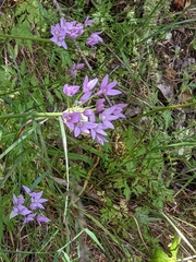Allium unifolium