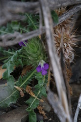 Acanthopsis hoffmannseggiana
