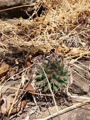 Mammillaria polythele