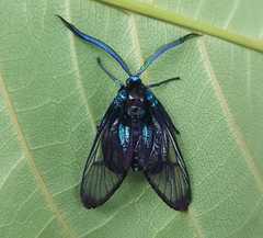 Zama nigrigemma