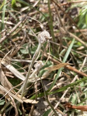 Antennaria solitaria