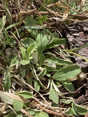Antennaria solitaria