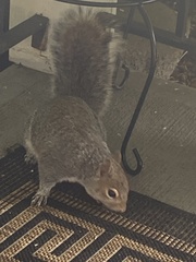 Sciurus carolinensis