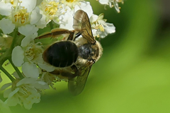 Andrena crataegi