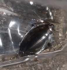 Dineutus ciliatus